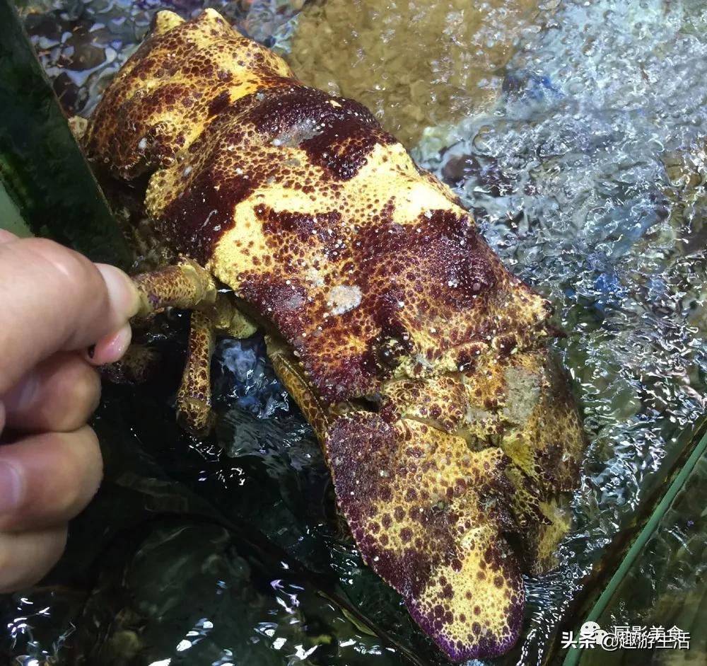 世界上的各种龙虾,世界上最大龙虾