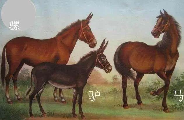 人类杂交实验可能性,日本杂交胚胎实验成功了吗