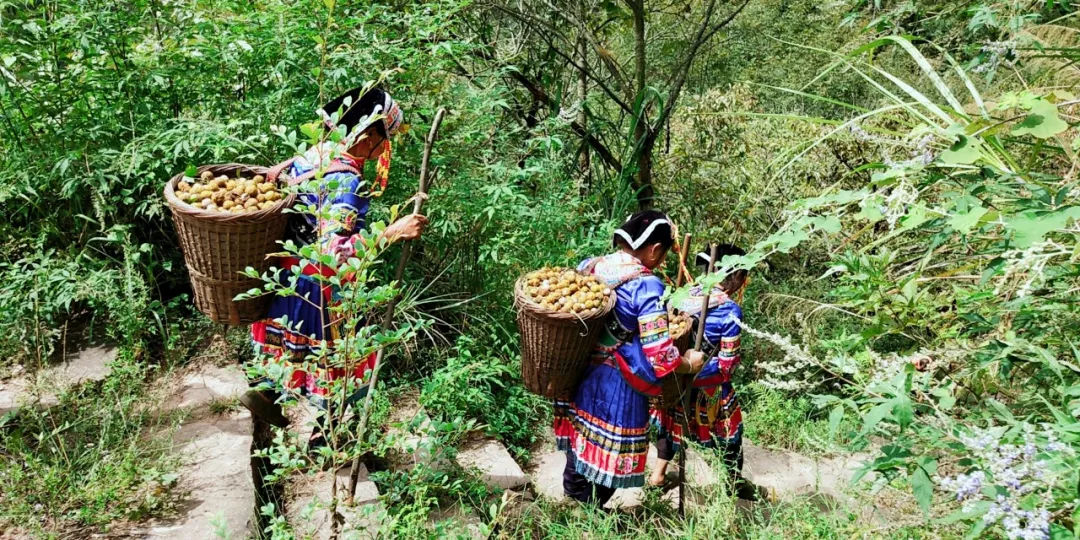 核润野生山核桃油,核桃油健脑益智