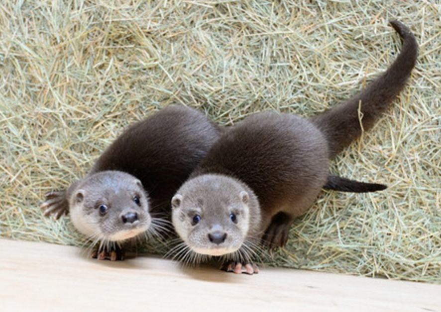 阴阳师荒川之主,阴阳师第一个ssr是荒川之主