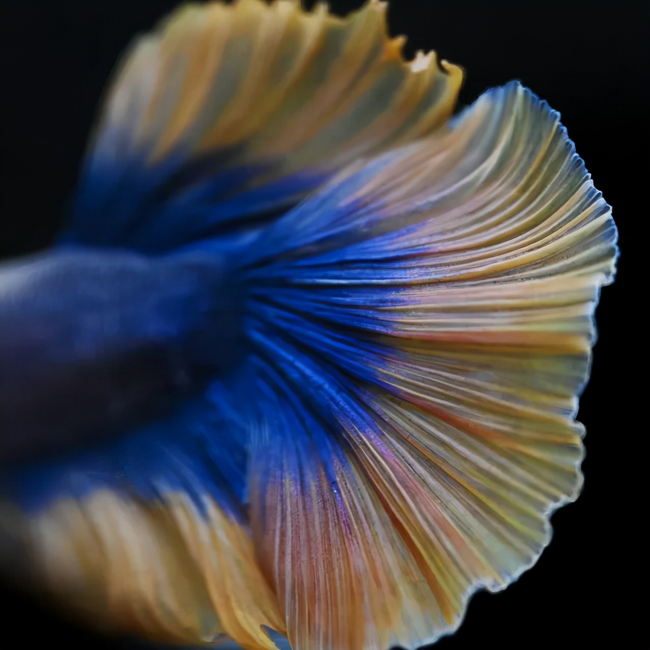 尼康105-2.8d微距镜头,尼康z1052.8s镜头拍摄效果