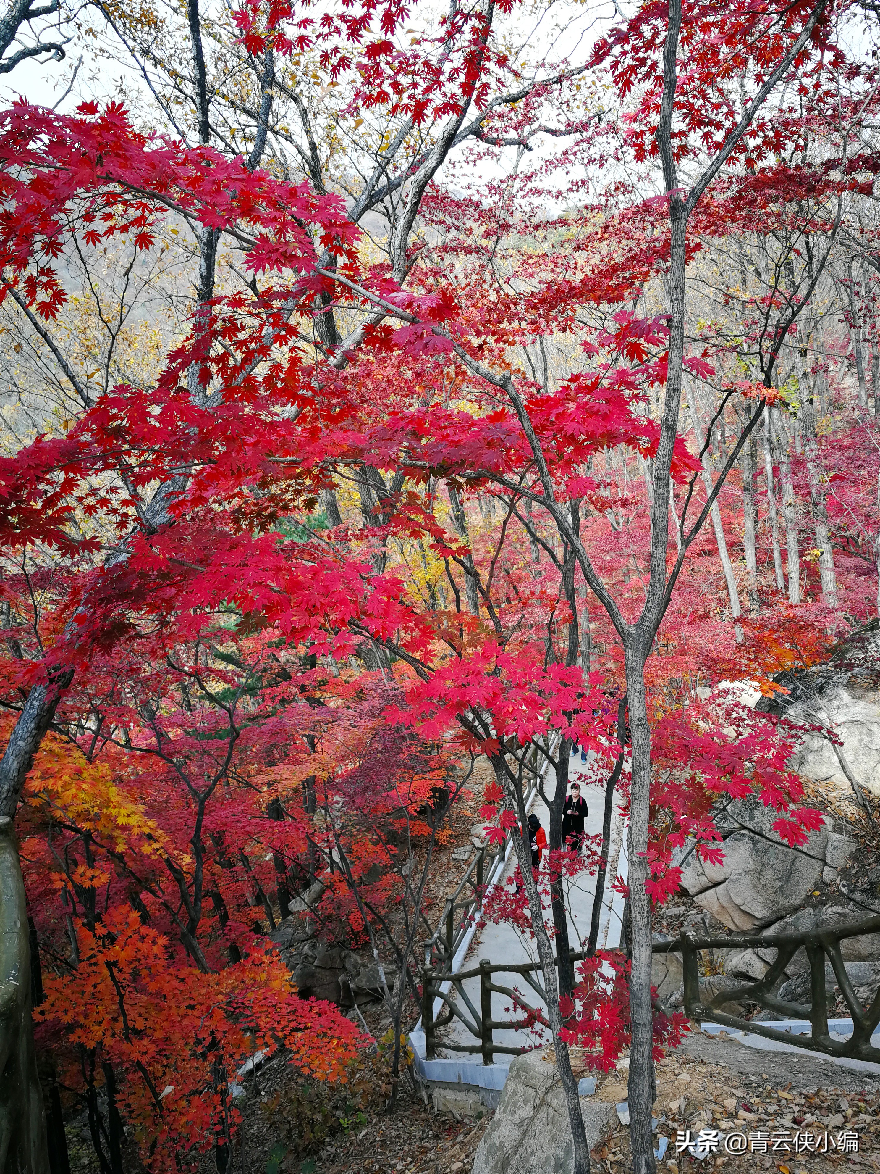 中国十大红叶最美的地方,四大赏红叶胜地