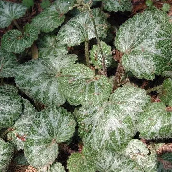 园林耐阴药大全,园林耐阴苗木套种花