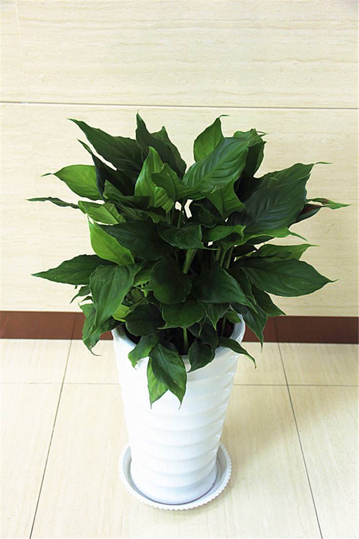 客厅就养这6种花好看好养还大气,适合客厅养的花满屋飘香