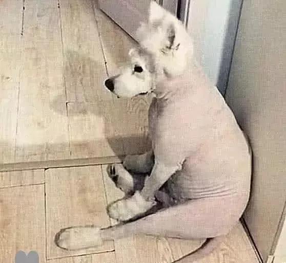 狗狗剃了毛后行为异常,突然把狗狗毛剃掉