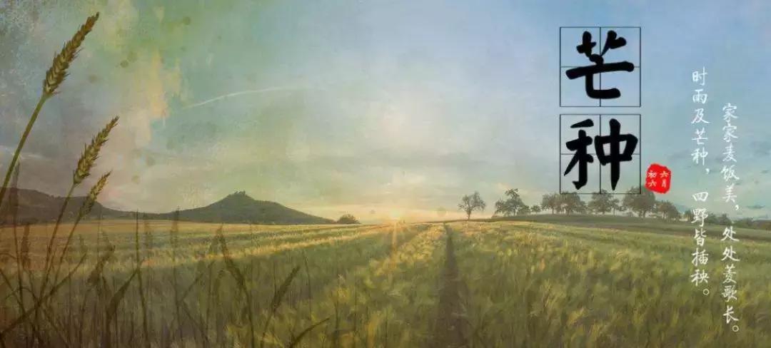 马未都说观复猫,马未都的观复猫视频