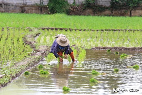 水稻种植都需要用什么推广技术,水稻种植的改进措施