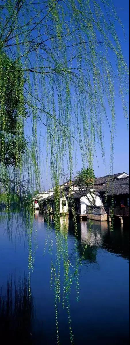 赞美春天柳树的优美句子,形容春天柳树的唯美句子