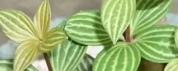 钻石翡翠吊兰好养活吗,钻石翡翠吊兰掉叶怎么回事