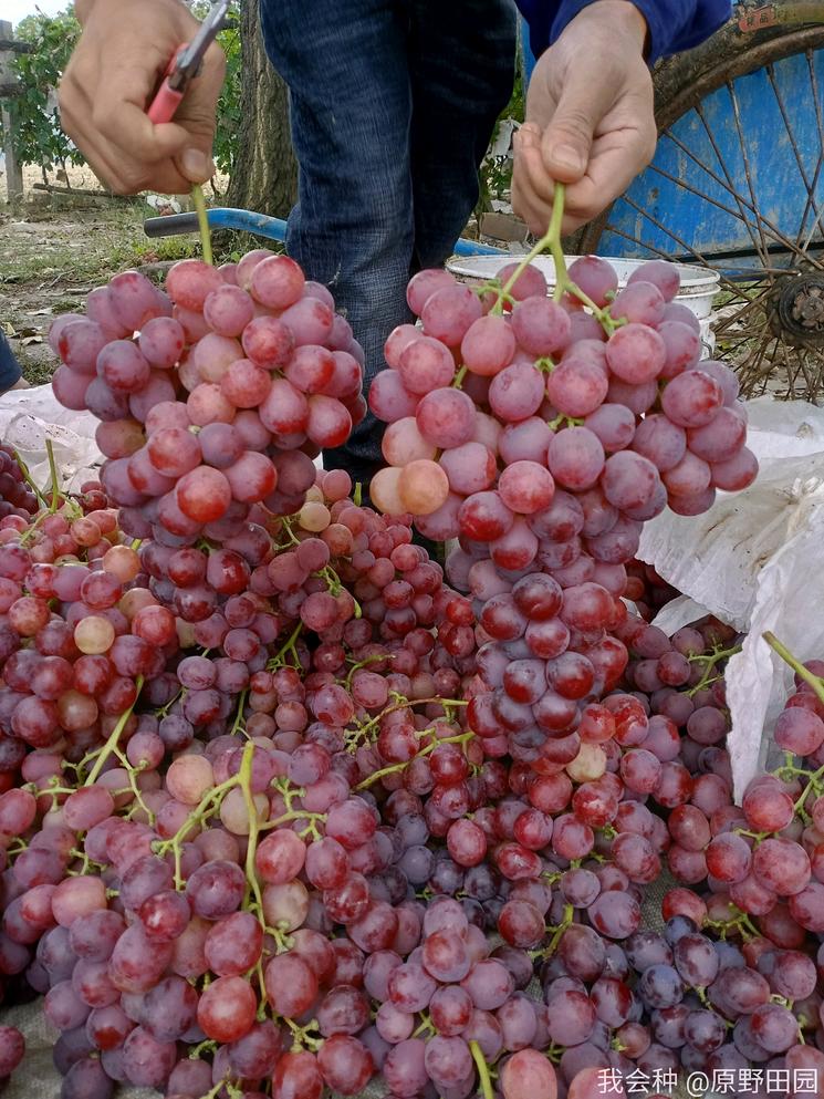 消费者评价红提：不香不甜，味同嚼蜡，是谁把红提推向了深渊？