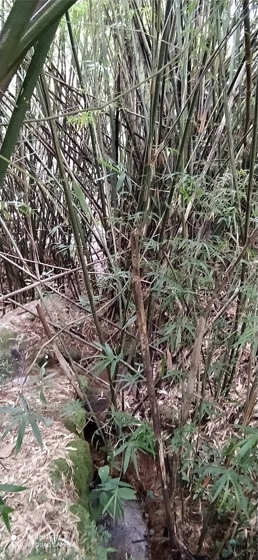 韶关新丰云髻山古城,韶关新丰云髻山游记