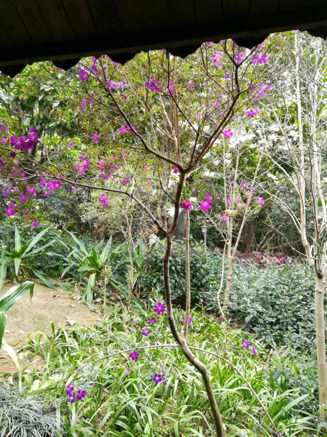 青秀山奇幻之旅,南宁2022奇妙之旅