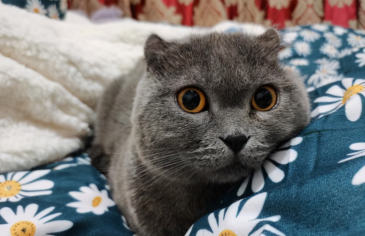 捡到一只被遗弃的小奶猫要怎么养,捡到一只蓝猫需要注意什么