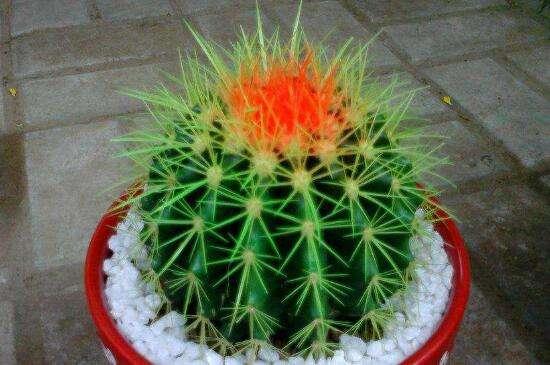 仙人球夏季养护注意事项,仙人球老是烂根怎么办