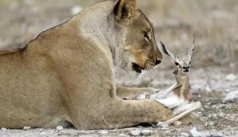 猫抓住老鼠后为什么老鼠放弃抵抗,猫抓了老鼠为什么喜欢玩