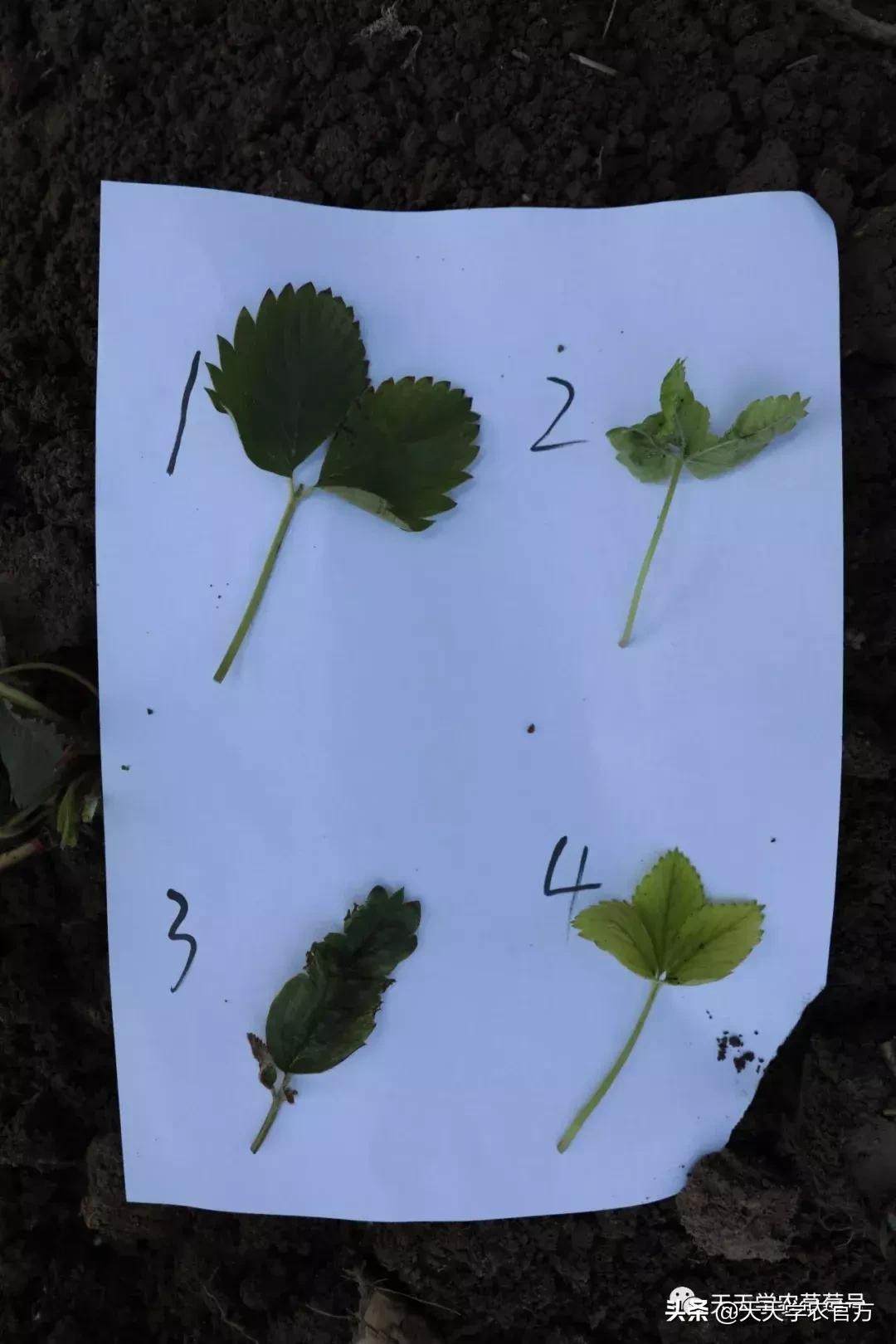 草莓育苗的基本原理及技术,草莓育苗最好的方式是什么