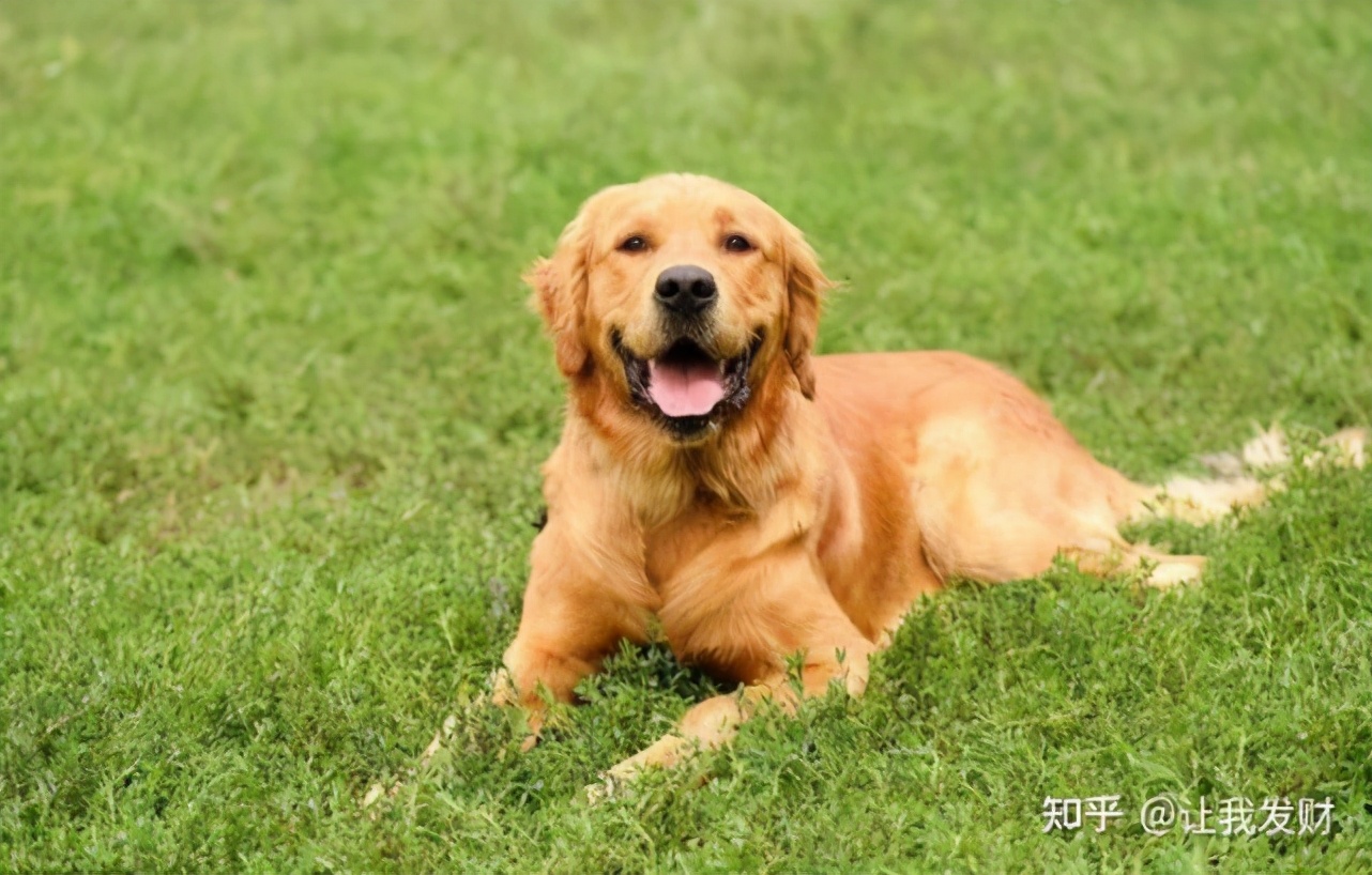 狗鼻子一圈有黄脓,狗鼻子上长疙瘩有脓