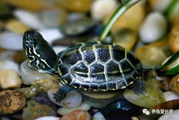 热带龟和龙,热带龟和鱼混养