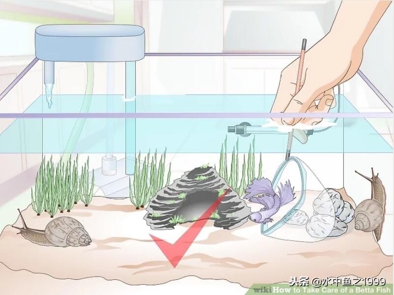 如何养好斗鱼泰国,泰国将军斗鱼饲养