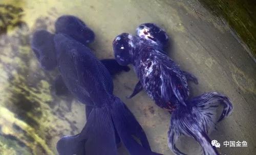 西安哪里有野生金鱼,消失的金鱼品种