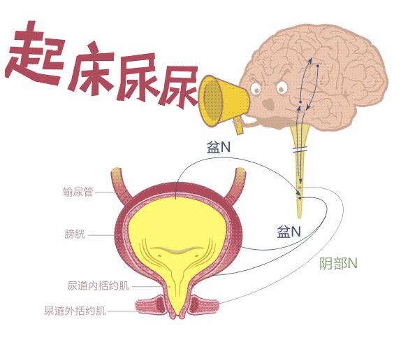 孩子4.5岁了还经常尿床，家长要注意（上）