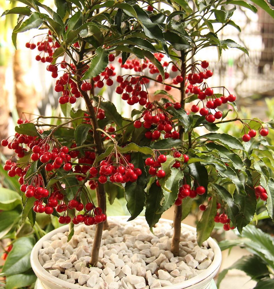 金玉满堂红果树开什么样的花,金玉满堂的红果子能培育小苗吗