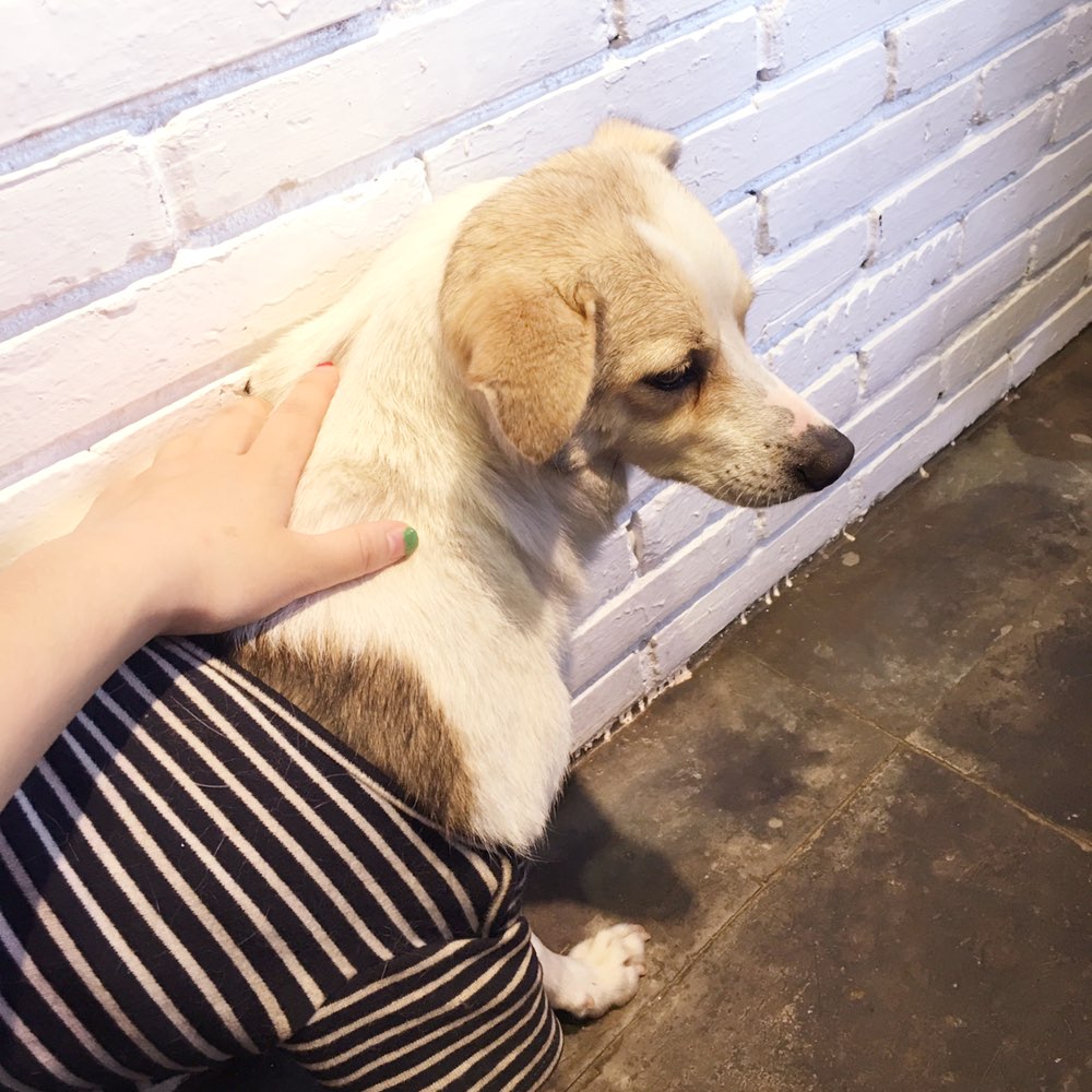 狗狗在别人家随地大小便,狗狗随地大小便怎么办金毛