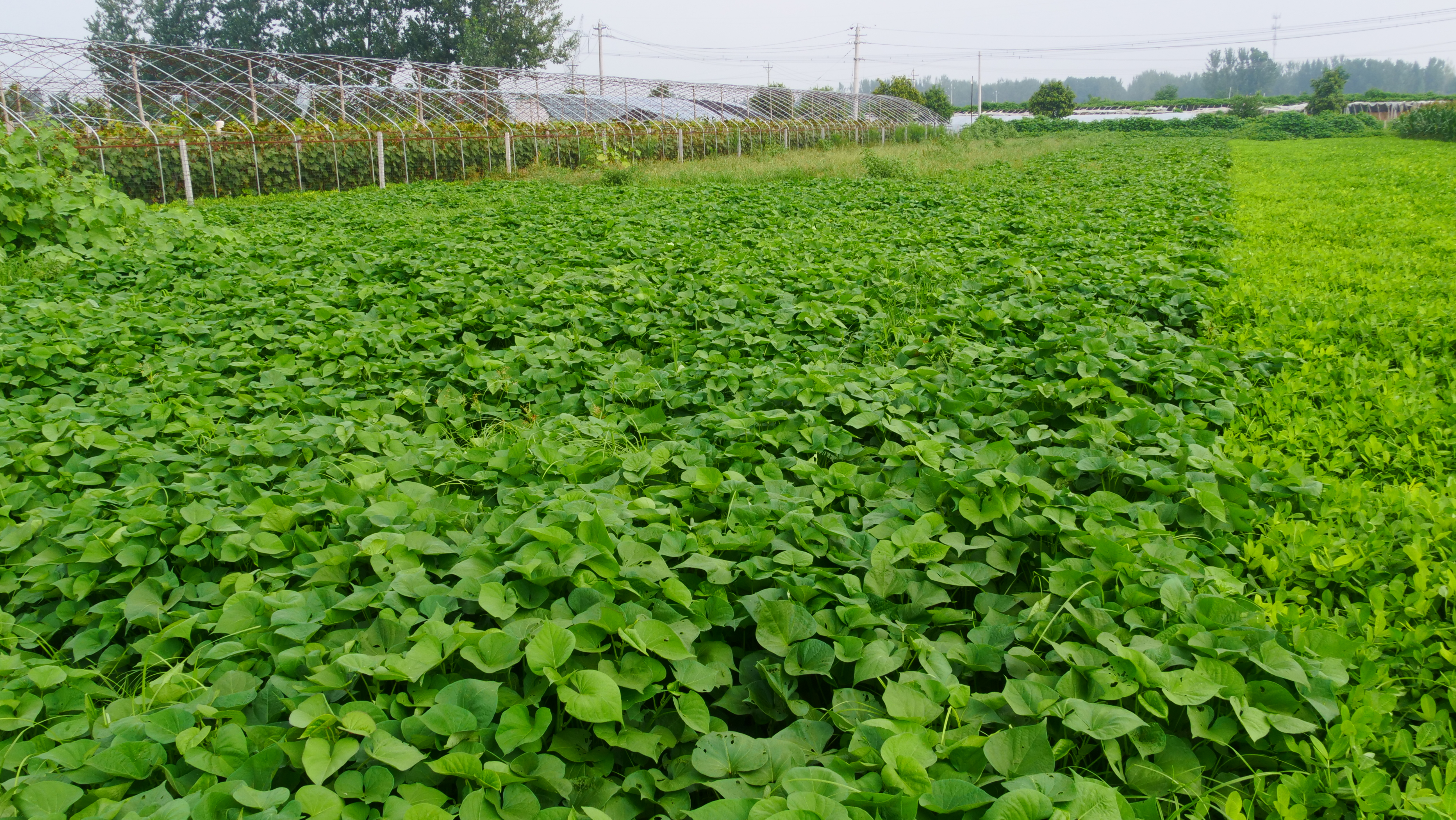 红薯在生茬地种注意什么,种红薯苗怎么增加成活