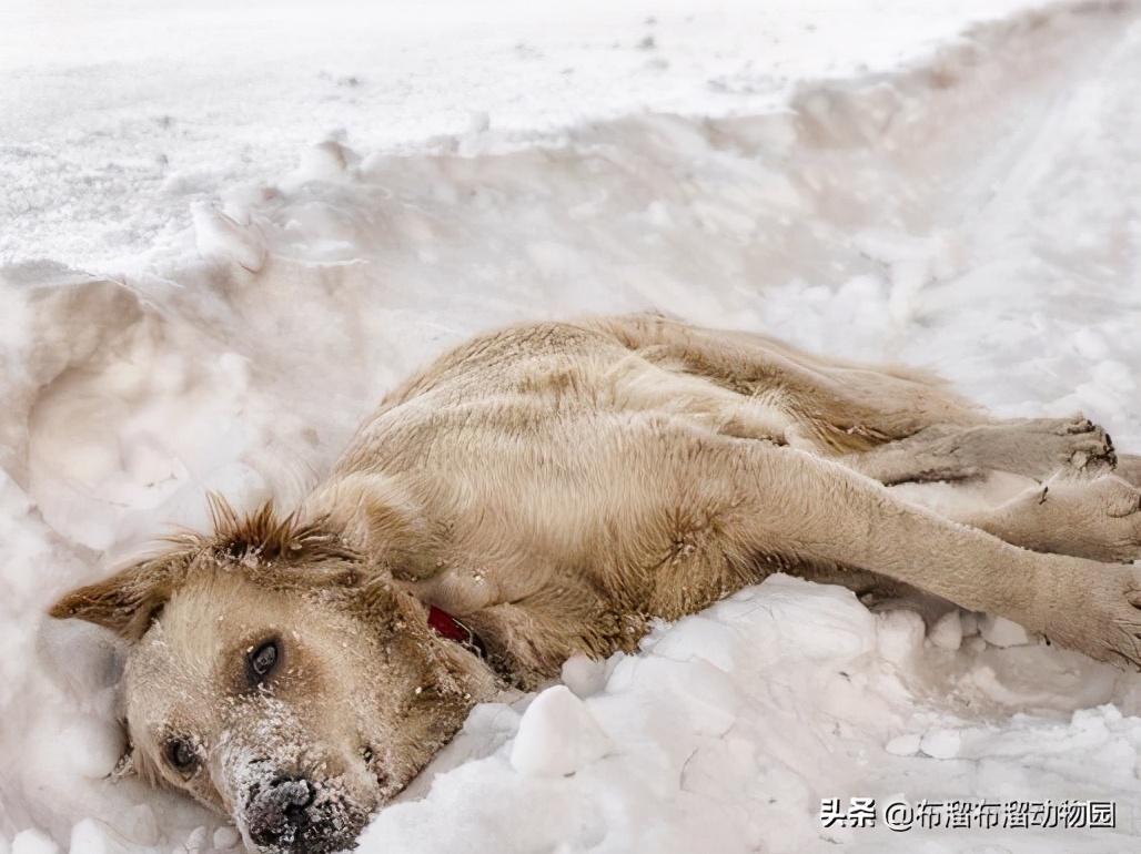 这就是母爱的样子,母狗舍命保护小狗