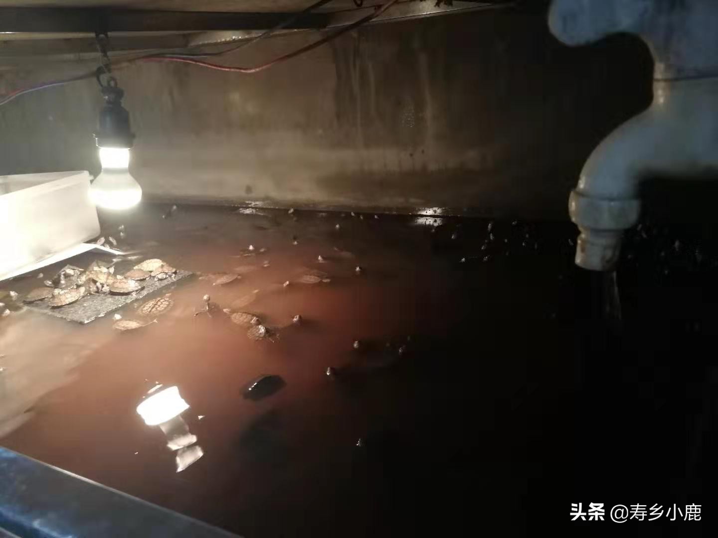 龟苗老是浮水是什么情况,龟怎样才算浮水