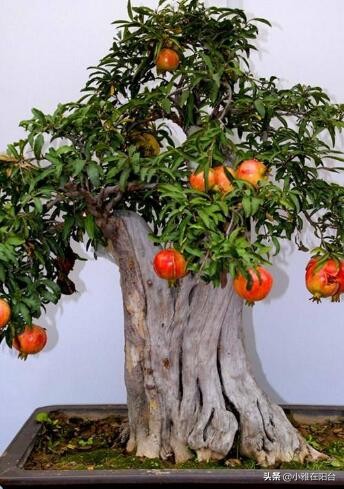 盆栽石榴怎么养视频,石榴盆栽的6个技巧