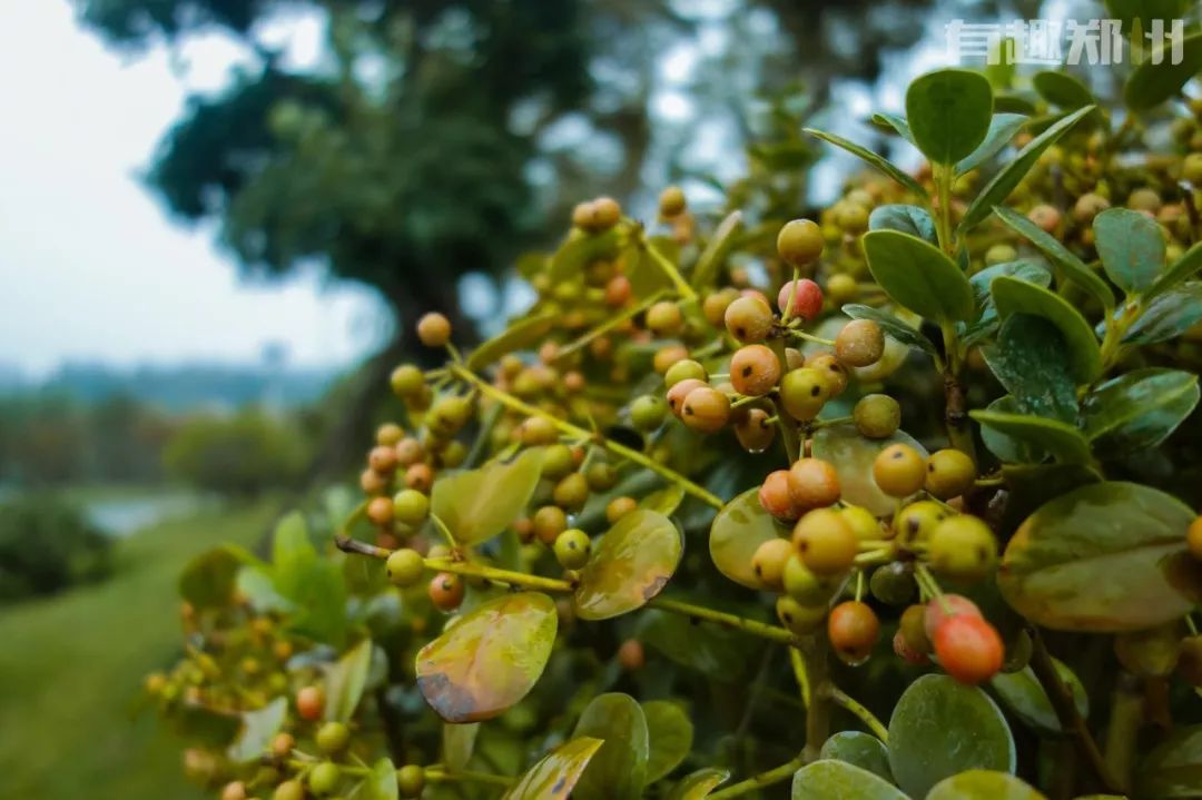 过节没时间去玩,郑州冬天必打卡的公园