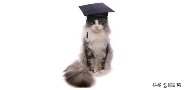 猫咪的记忆是多长时间,猫咪的记忆是永远的吗