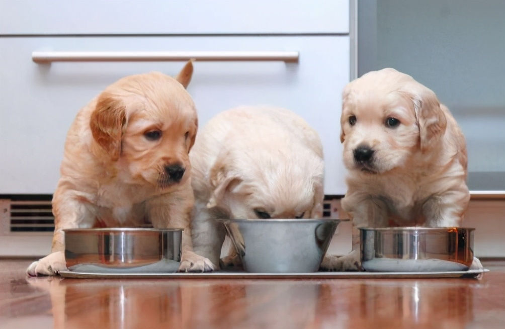 挑狗的诀窍,挑狗五大秘诀