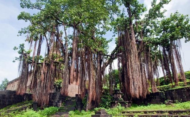 榕树移栽发芽慢,榕树养殖温度