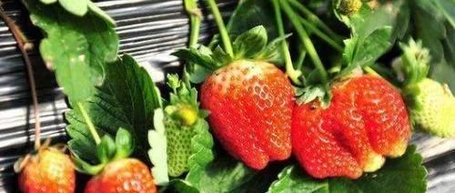 如何区分草莓畸形果实,草莓畸形果能长大吗