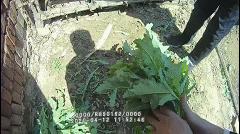【德州关注】种*粟罂**，竟是为了做饭吃？二人已被处罚