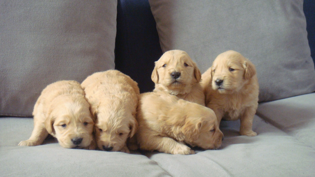 金毛怀孕攻略,金毛怀孕一个月需要注意什么