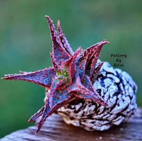 大叔养多肉20年，一片叶子上万块，盆盆都快成精了！