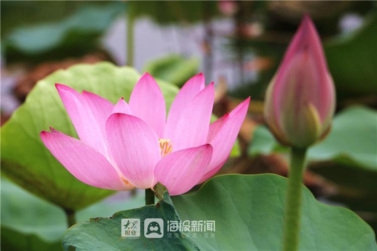 “接天莲叶无穷碧”德州减河湿地景区“映日荷花别样红”