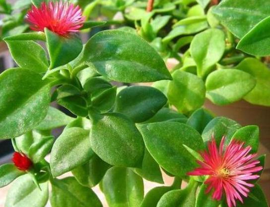 口红植物怎么养,口红花盆栽养殖方法