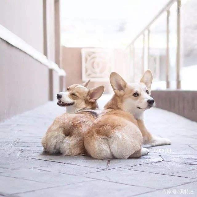 柯基怎么养漂亮,柯基断尾对柯基有什么好处