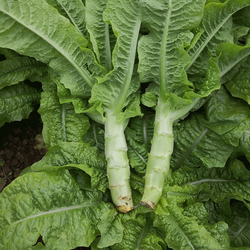 高温季节如何防止莴笋抽苔,莴笋到了抽苔期温度继续高怎么办