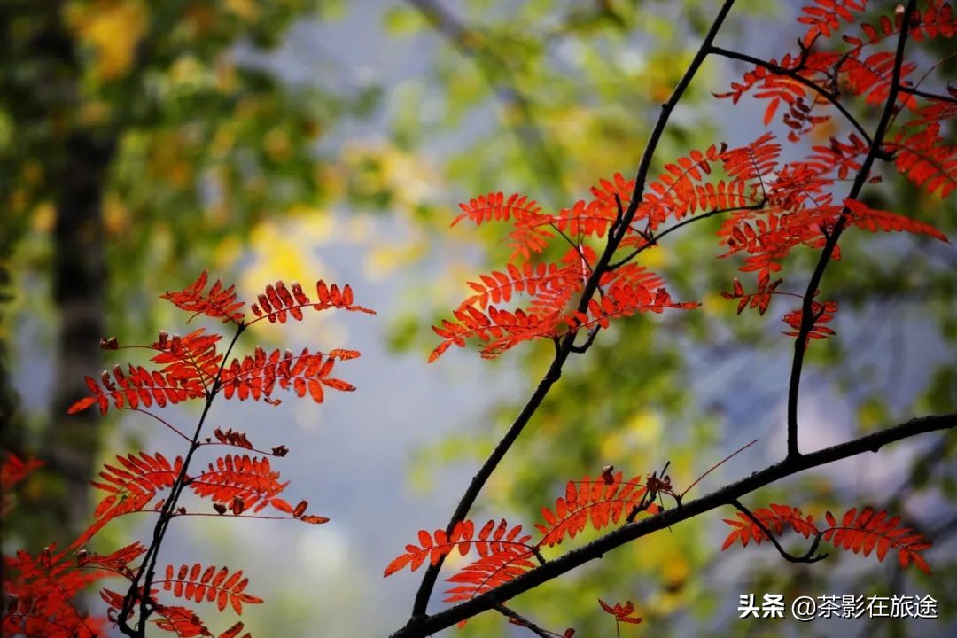 进藏旅行记,林芝巴松措结巴村民宿哪家好