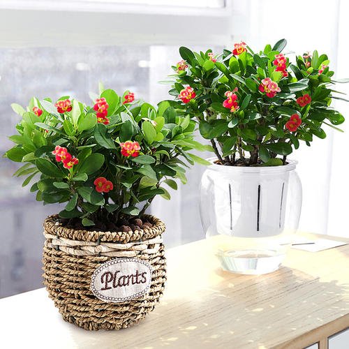 虎刺梅花有毒吗可以在卧室养吗,虎刺梅有毒吗