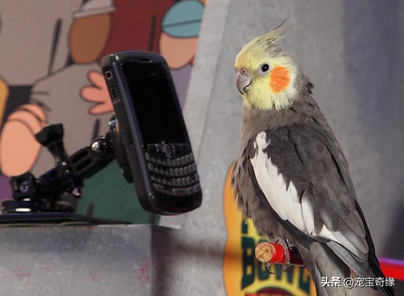 宠物全美大赛,美国奥兰多宠物展冠军