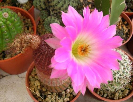 家里的盆栽花发臭该怎么办？自制4种香味肥，用了没异味