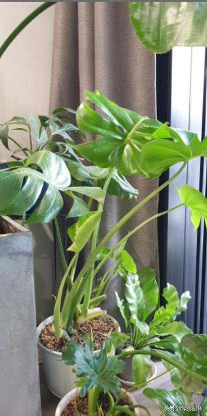 武汉养花技术哪里培训,北京养花小技巧