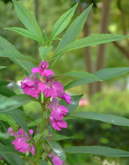 雄黄粉能驱蛇吗对人畜有无危害,蛇为什么害怕雄黄粉