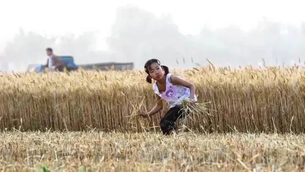 我们曾经放过的麦假